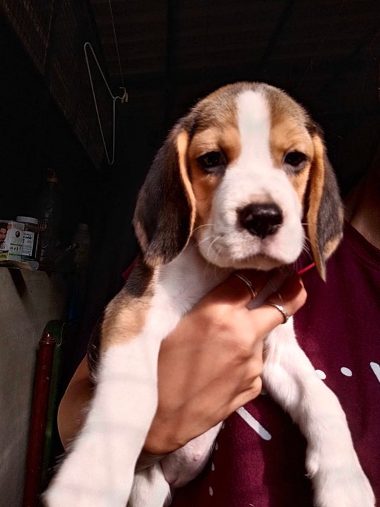 Beagle For Sale In Ernakulam