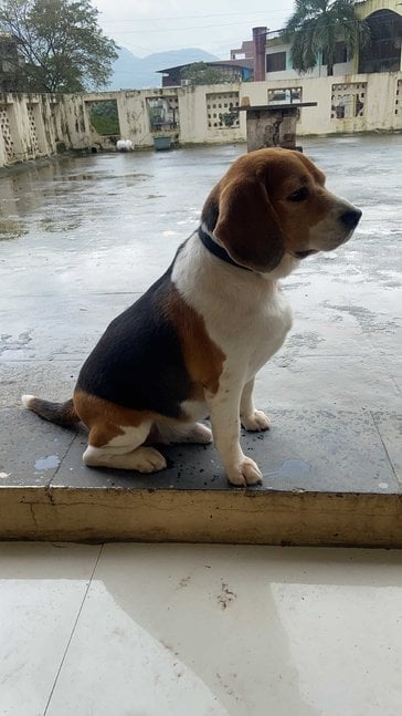 Beagle Dogs For Mating In Thane