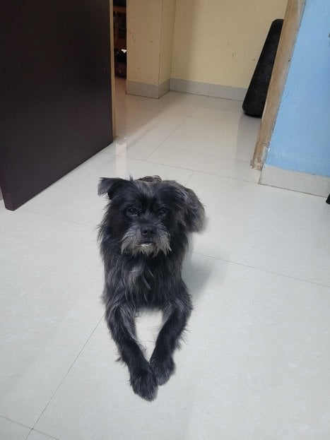 Affenpinscher Dogs For Mating In Madurai