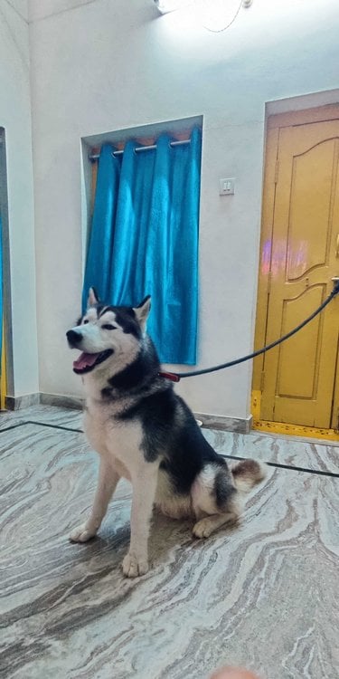 Siberian Husky Dogs For Mating In Hyderabad