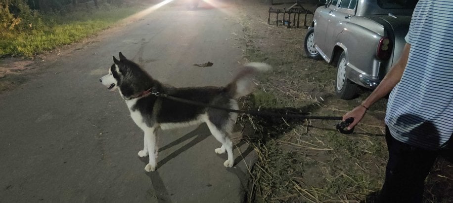 Siberian Husky Dogs For Mating In Hyderabad