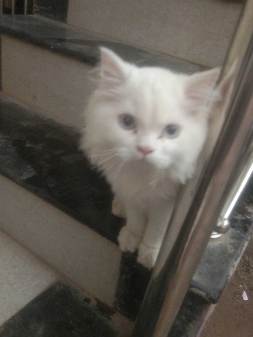 Persian For Sale In Aurangabad MH