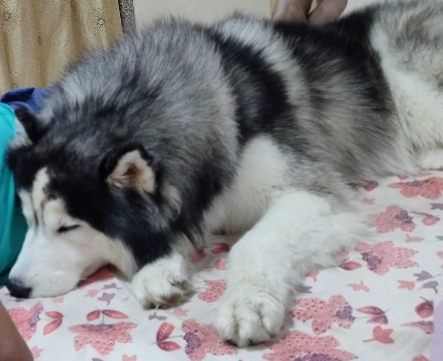 Siberian Husky Dogs For Mating In Mumbai