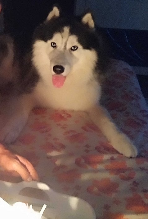 Siberian Husky Dogs For Mating In Mumbai