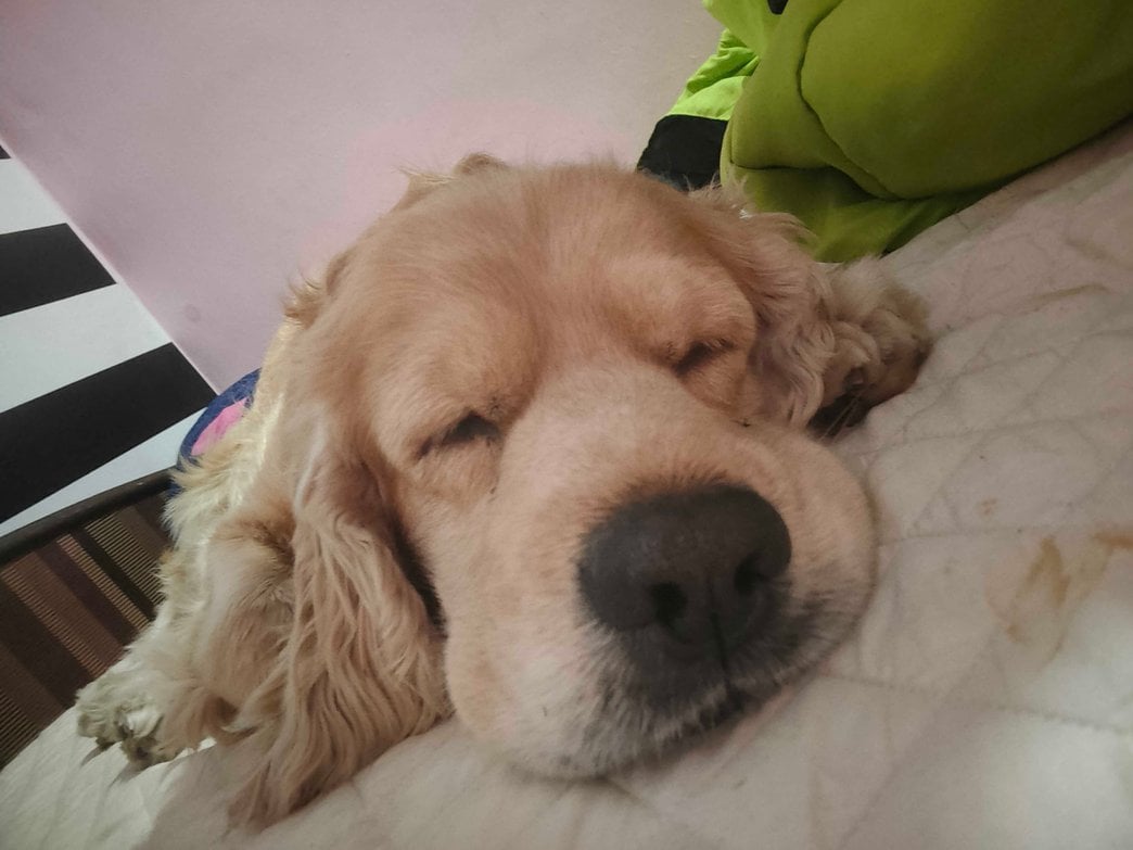 English Cocker Spaniel Dogs For Mating In Guwahati