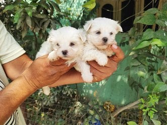 Maltese For Sale In Hyderabad
