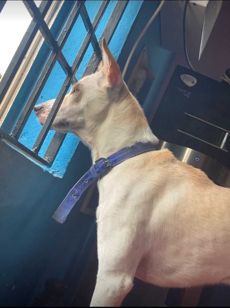 Indian Breed Dogs For Mating In Chennai