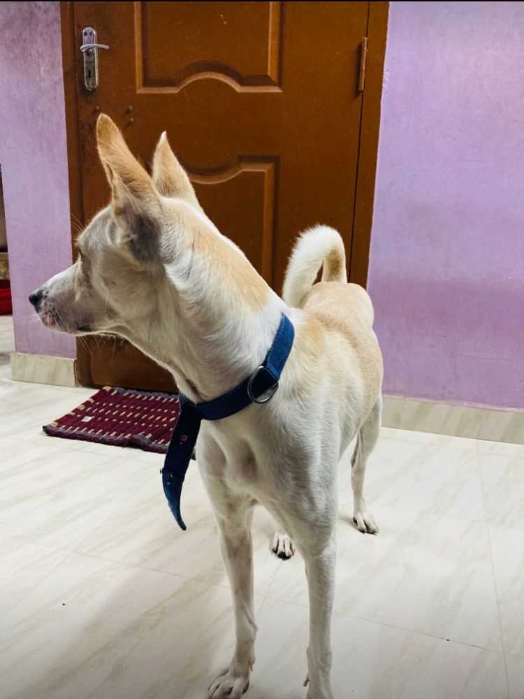 Indian Breed Dogs For Mating In Chennai