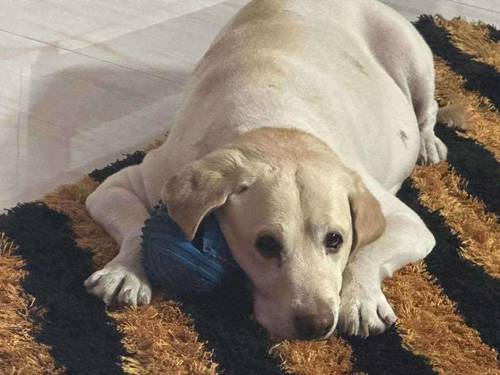 Labrador Retriever Dogs For Mating In Delhi