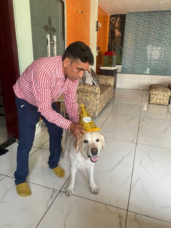 Labrador Retriever Dogs For Mating In Delhi