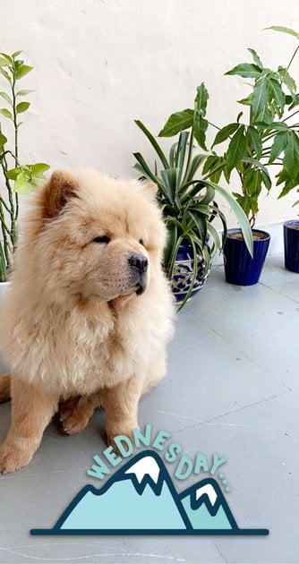 Chow Chow Dogs For Mating In Rewari