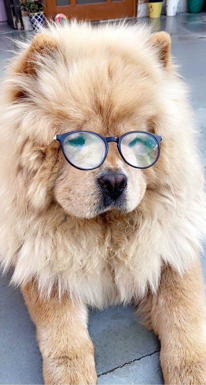 Chow Chow Dogs For Mating In Rewari