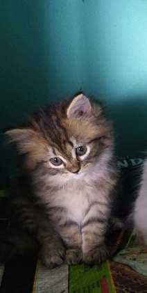 Persian For Sale In Guwahati