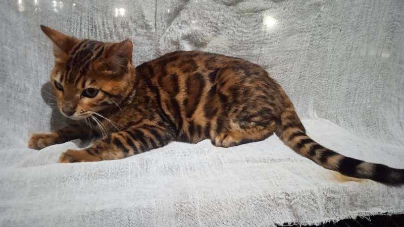 Bengal For Sale In Guwahati