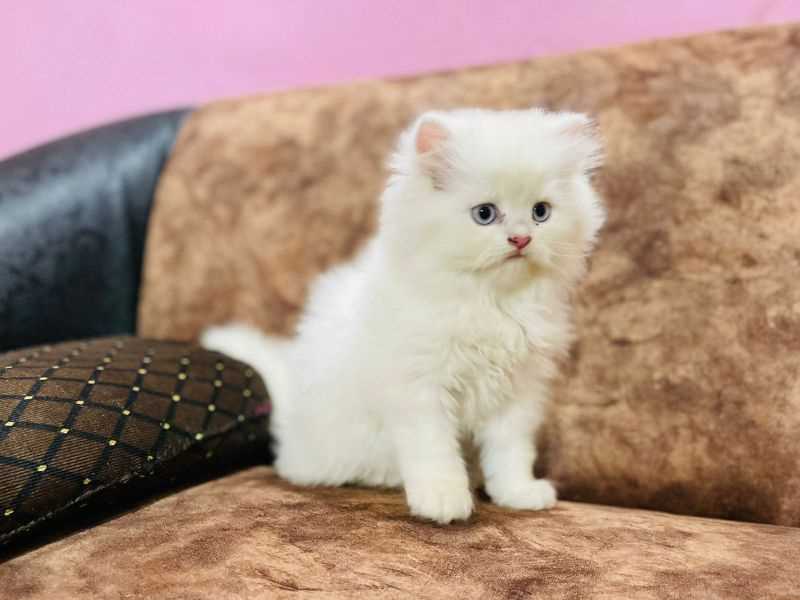 Persian For Sale In Panaji