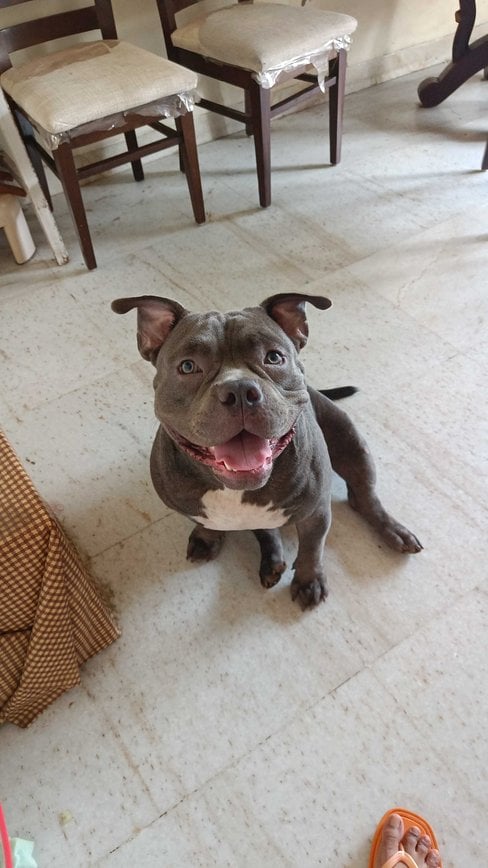 American Bully Dogs For Mating In Mumbai