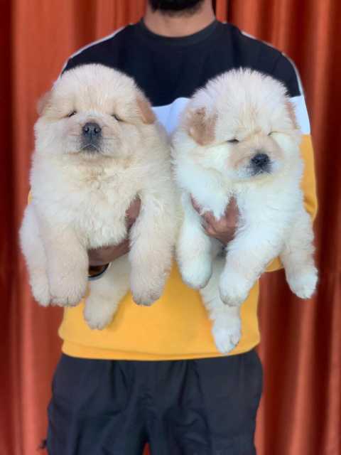 Chow Chow For Sale In Pathanamthitta