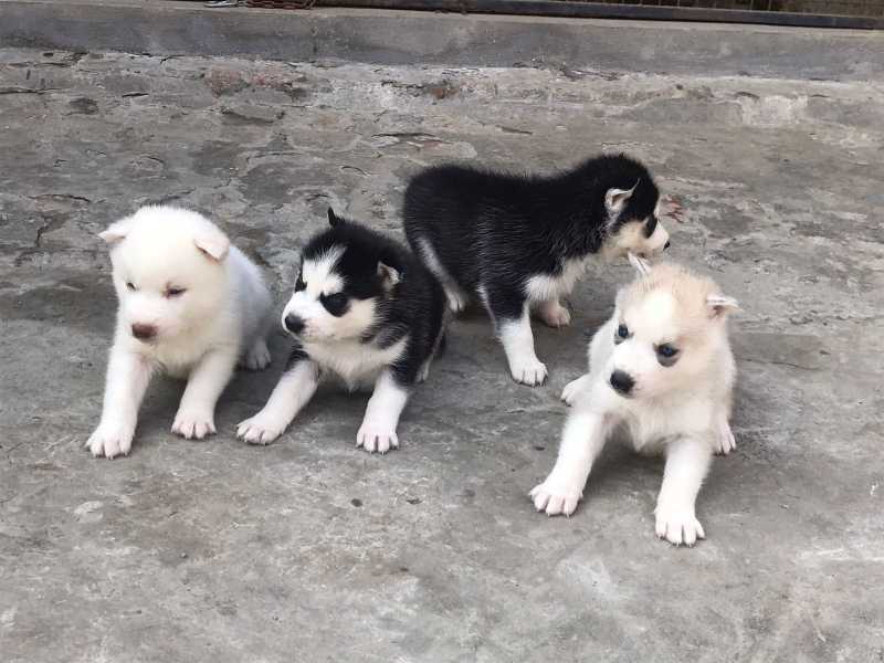 Siberian Husky For Sale In Zunheboto