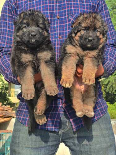 German Shepherd For Sale In Mon