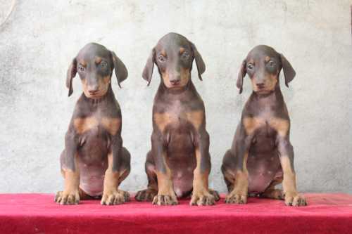 Doberman For Sale In Shillong