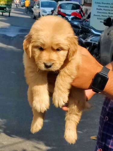 Golden Retriever For Sale In Medchal
