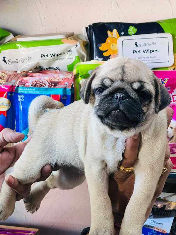 Pug For Sale In Salem