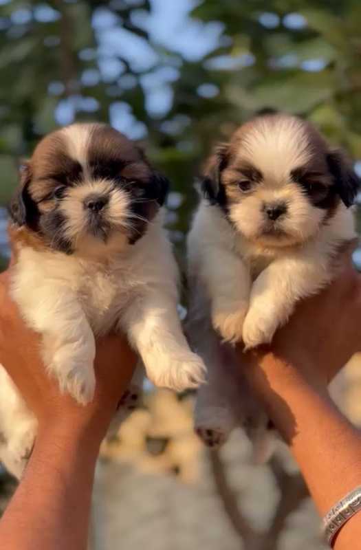 Shih Tzu For Sale In Margao