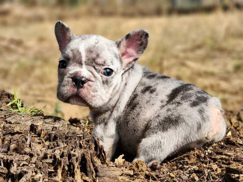 French Bulldog For Sale In Madurai