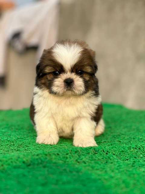 Shih Tzu For Sale In Kolkata