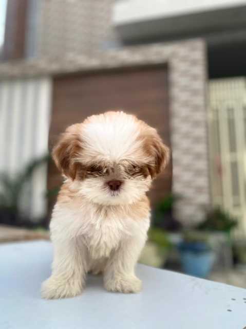 Shih Tzu For Sale In Pauri