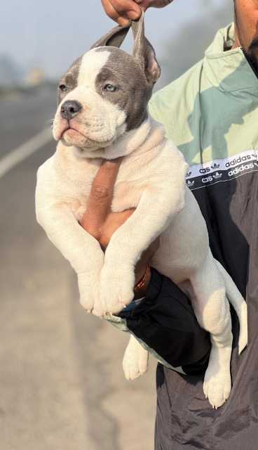 American Bully For Sale In Dhenkanal