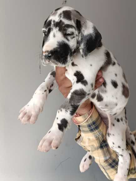 Great Dane For Sale In Bangalore
