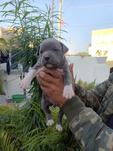 American Bully For Sale In Pattukkottai