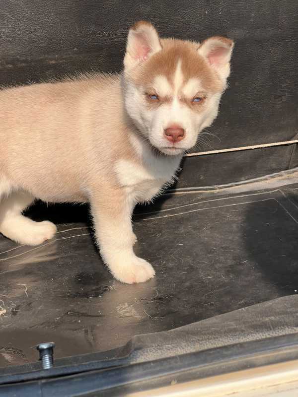Siberian Husky For Sale In Kavaratti