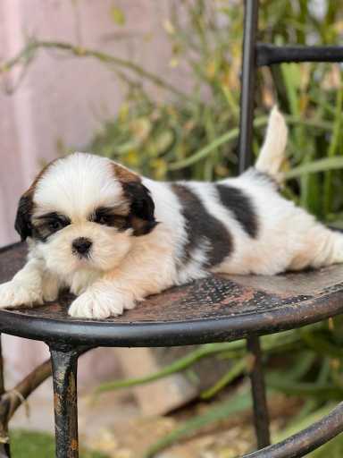 Shih Tzu For Sale In Thrissur