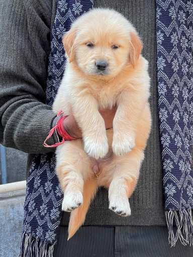 Golden Retriever For Sale In Ranchi