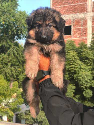 German Shepherd For Sale In Giridih
