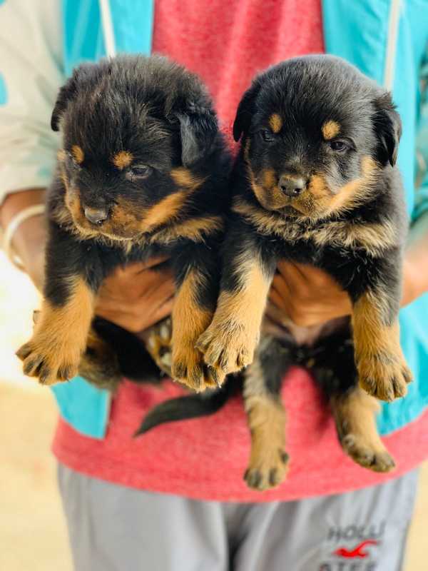 Rottweiler For Sale In Rudrapur