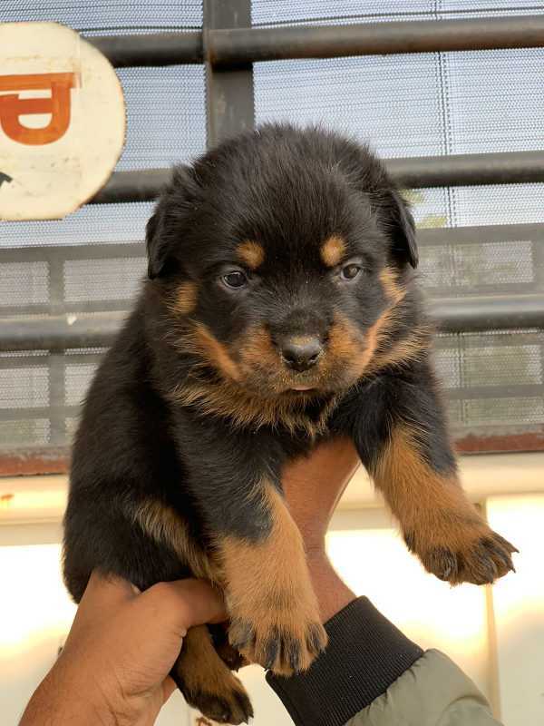 Rottweiler For Sale In Rudrapur