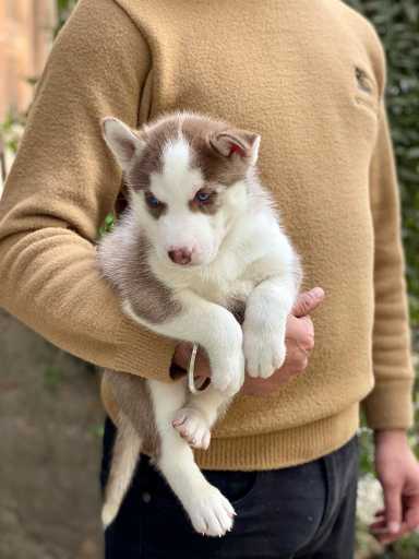 Siberian Husky For Sale In Pauri