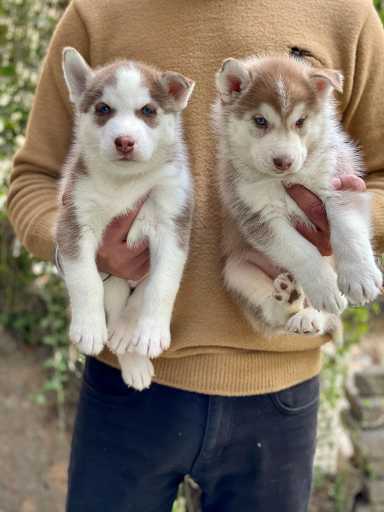Siberian Husky For Sale In Pauri