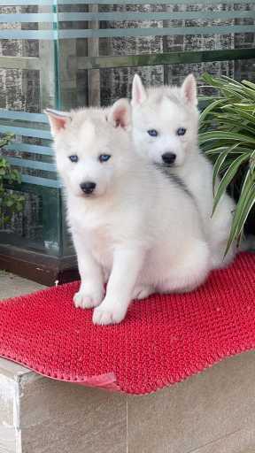 Siberian Husky For Sale In Deesa