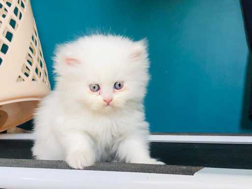 Persian For Sale In Kolhapur