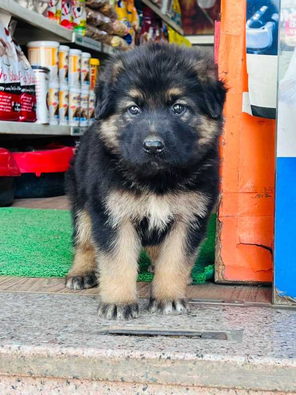 German Shepherd For Sale In Kozhikode
