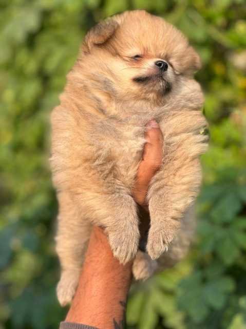 Culture Pomeranian For Sale In Marmagao