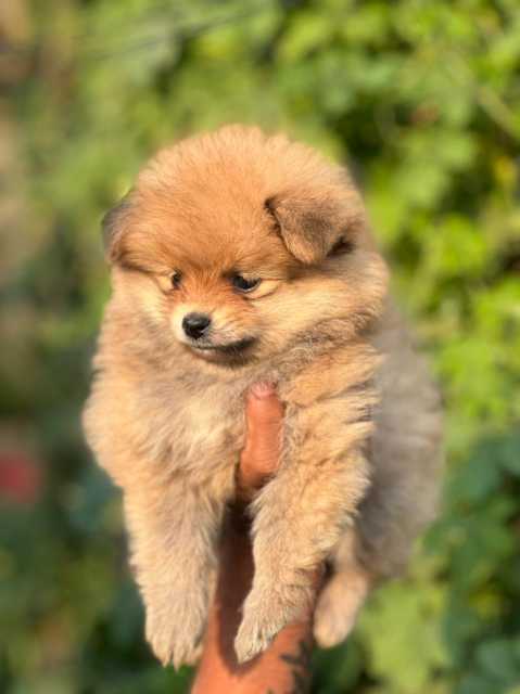 Culture Pomeranian For Sale In Latur