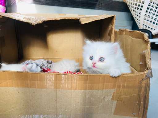 Persian For Sale In Kasaragod