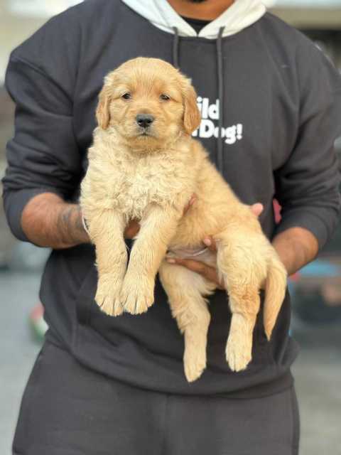 Golden Retriever For Sale In Bijapur