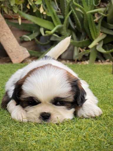 Shih Tzu For Sale In Amalapuram