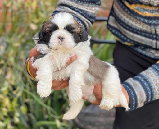 Shih Tzu For Sale In Panaji